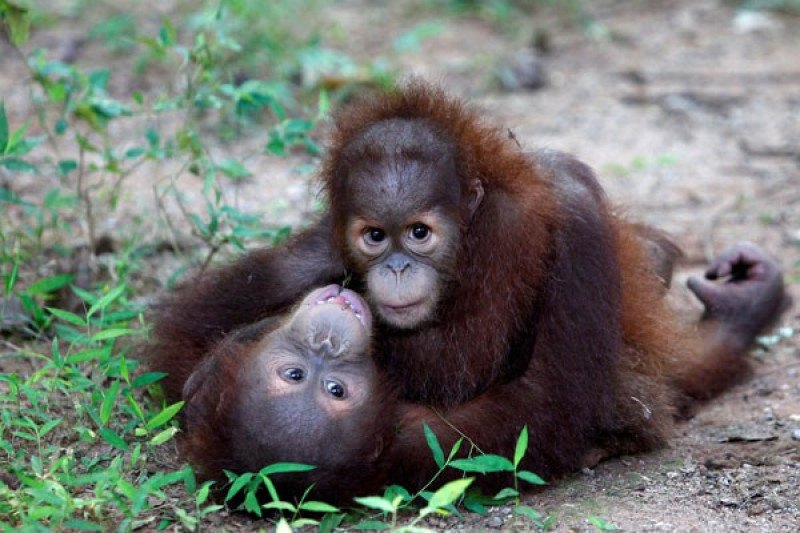 - Dua bayi orangutan Sumatra yang diselamatkan petugas perbatasan dalam upaya penggagalan penyelundupan ke Thailand, bermain setelah tiba di pusat satwa liar di Provinsi Ratchaburi, Thailand, Rabu (13/9/2017). (ANTARA/REUTERS/Kerek Wongsa/tm)

