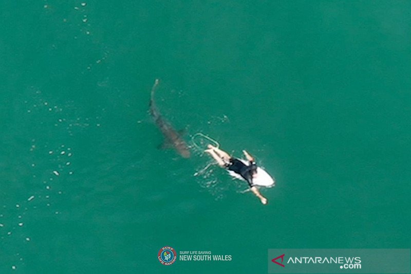 Ilustrasi - Peselancar profesional Matt Wilkinson didekati seekor hiu saat berselancar di Sharpes Beach, New South Wales, Australia, Rabu (7/10/2020) dalam petikan gambar dari rekaman 'drone' milik NSW Surf Life Saving. Hiu tersebut mendekati Wilkinson de