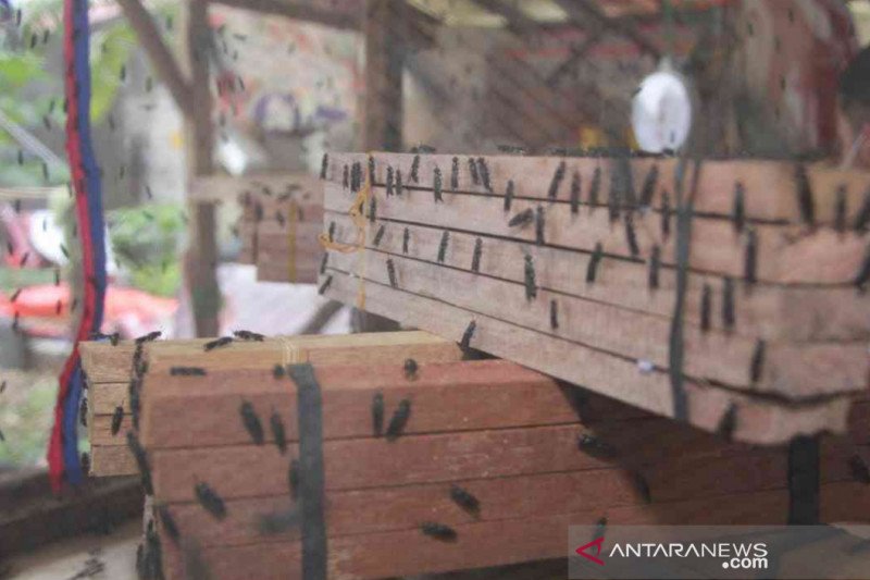 Black Soldier Fly yang dibudi daya oleh petani maggot asal Kota Bekasi Rahman. (Foto: Pradita Kurniawan Syah).