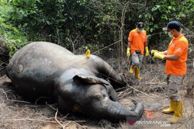 Ilustrasi - Tim identifikasi Polres Aceh Timur memeriksa bangkai gajah sumatra yang mati di kawasan perkebunan sawit di Gampong Seumanah Jaya, Kecamatan Ranto Peureulak, Aceh Timur, Kamis (21/11/2019). (ANTARA/HO)