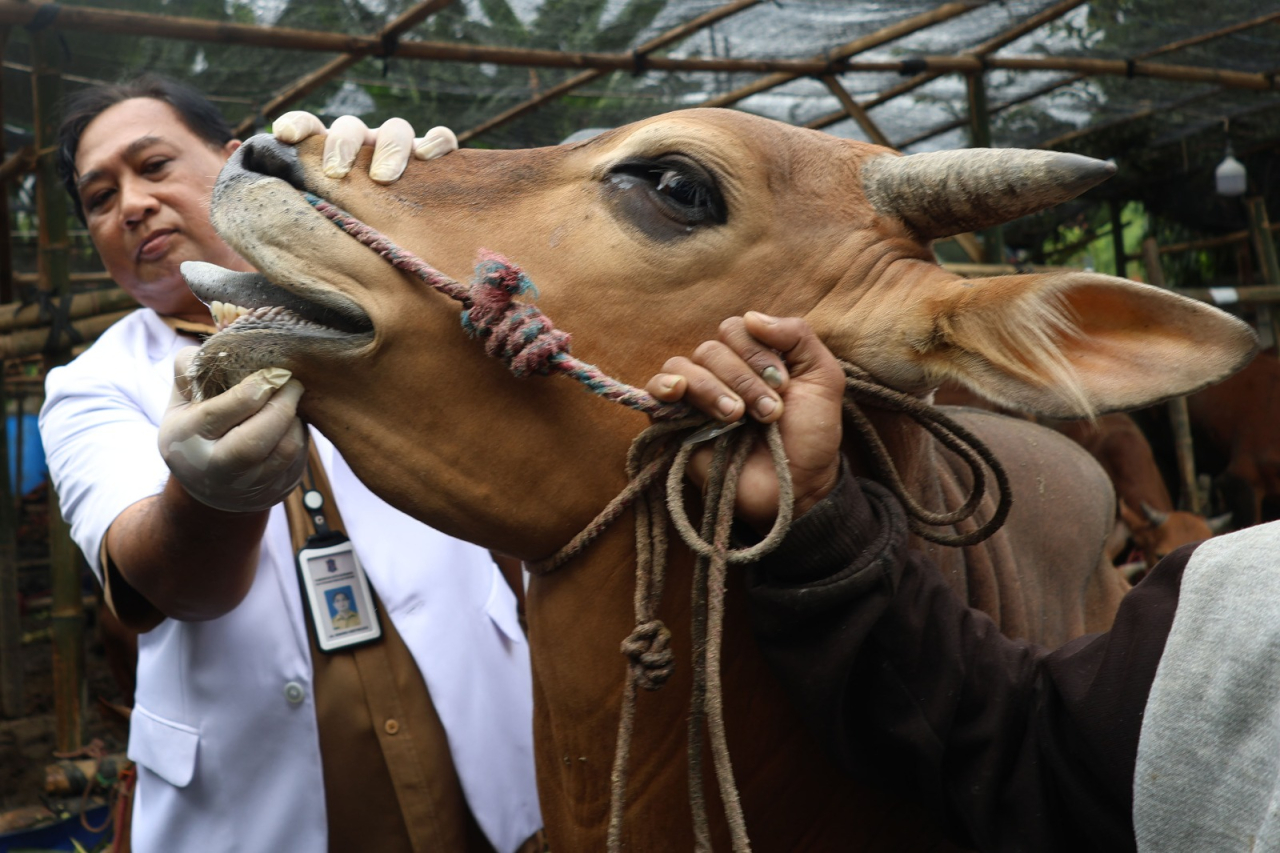 Menjelang Hari Raya Iduladha 1446 Hijriah DKPP mengintensifkan pemeriksaan kesehatan hewan kurban