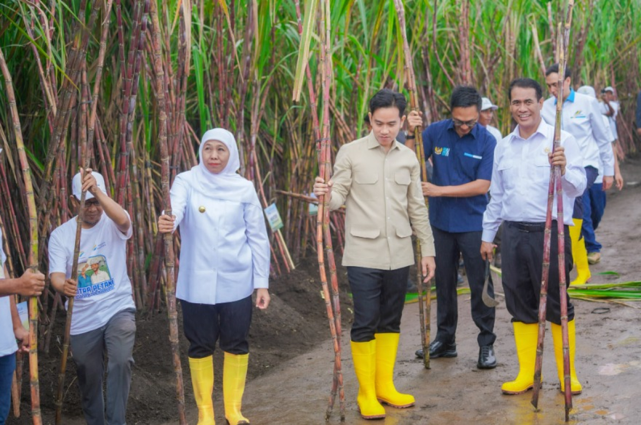 Gubernur Jawa Timur Khofifah mendampingi Wakil Presiden RI Gibran Rakabuming Raka saat panen dan tanam tebu di Kebun Jolondoro, Banyuwangi, Senin (23/6).