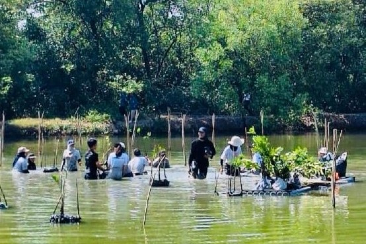 Pemkot Surabaya dan Wahana Visi Indonesia Tanam 1.000 Mangrove, Galakkan Aksi Bersih Pesisir