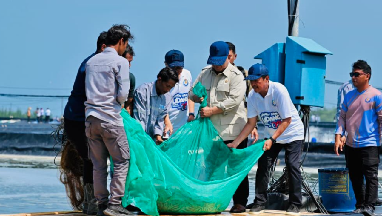 Presiden Prabowo Subianto melaksanakan panen raya udang dan meninjau kegiatan sortir hasil panen di lokasi tambak Budi Daya Udang Berbasis Kawasan (BUBK) Kebumen, Jawa Tengah, pada Sabtu, 23 Mei 2026. Foto: BPMI Setpres/Laily Rachev