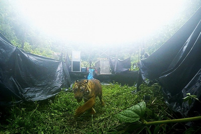 Pelepasliaran sepasang harimau sumatera oleh Balai Konservasi Sumber Daya Alam (BKSDA) Sumatera Barat dan tim dari Yayasan ARSARI Djojohadikusumo pada di Sumatera Barat, Kamis (26/11/2020). (ANTARA/HO-KLHK)

