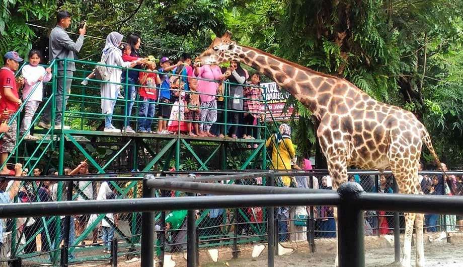 perayaan Idul Fitri tahun ini menjadi momen istimewa bagi Kebun Binatang Surabaya (KBS) yang mulai ramai didatangi oleh para pengunjung.