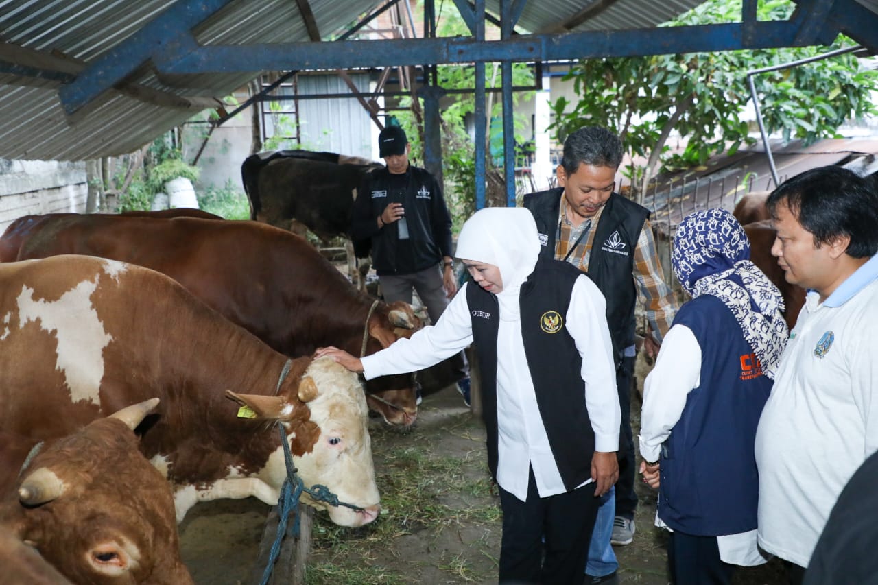 Ketersediaan Hewan Kurban di Jatim Surplus, RPH dan Juleha Cukup