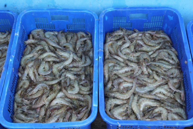 Komoditas udang. ANTARA/HO-KKP