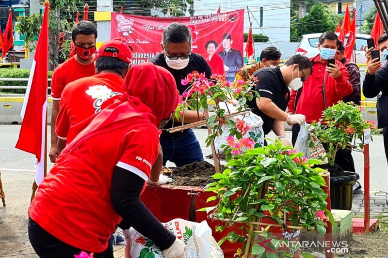 Sekjen DPP PDI Perjuangan Hasto Kristiyanto saat penanaman pohon di Jalan Prapatan Baru, Senen, Jakarta Pusat, Minggu (10-1-2021). (ANTARA/HO-PDIP)
