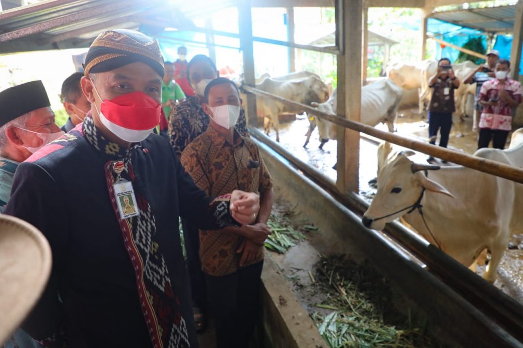  Gubernur Jawa Tengah Ganjar Pranowo saat meninjau hasil bantuan paket ternak sapi di Kelompok Tani-Ternak Guyub Rukun, Desa Sumanding, Kecamatan Kembang, Kabupaten Jepara, Kamis (12/5/2022).