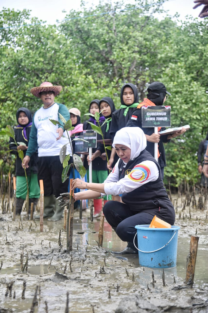 Gubernur Khofifah melakukan penanaman 5.750 bibit mangrove atau pohon bakau dan 50 bibit cemara udang yang dikemas dalam Festival Mangrove Jatim ke-2 yang di laksanakan di Politeknik Negeri Madura, Minggu (4/12)