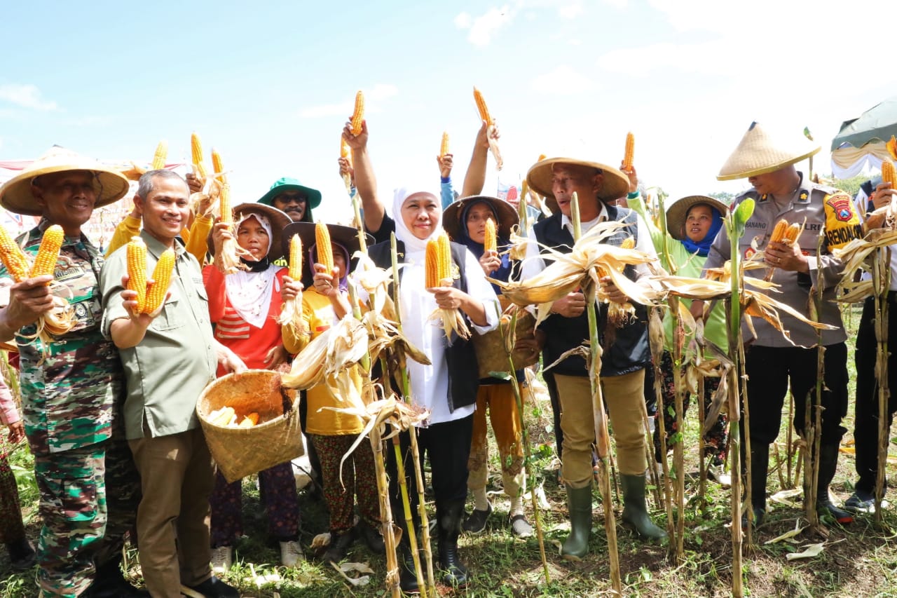 Gubernur Jawa Timur Khofifah Indar Parawansa bersama Bupati Ponorogo Sugiri Sancoko melakukan panen jagung jenis Hibrida Varietas TKS 234 atau Reog 234 di Jalan Industri Utara Taman Wengker Kecamatan Babadan, Kab. Ponorogo, Jum’at (3/3).