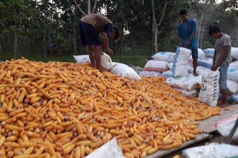 Ilustrasi - Petani memasukan jagung ke dalam karung hasil penen petani di Desa Mampuak Kecamatan Teweh Timur, Kabupaten Barito Utara, Kalteng.ANTARA/HO-Dinas Pertanian Barito Utara

