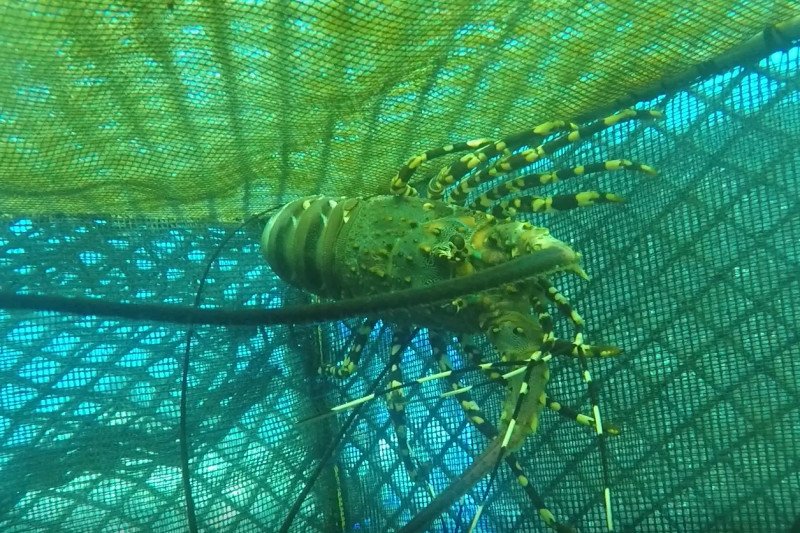 Ilustrasi - Lobster hijau. ANTARA/HO-KKP