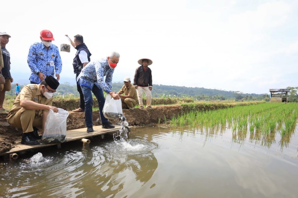 Gubernur Jawa Tengah Ganjar Pranowo berkunjung ke Desa Panembangan, Kecamatan Cilongok, Banyumas untuk melihat pengembangan mina padi yang dilakukan oleh kelompok petani Panembangan, Senin (18/7) 
