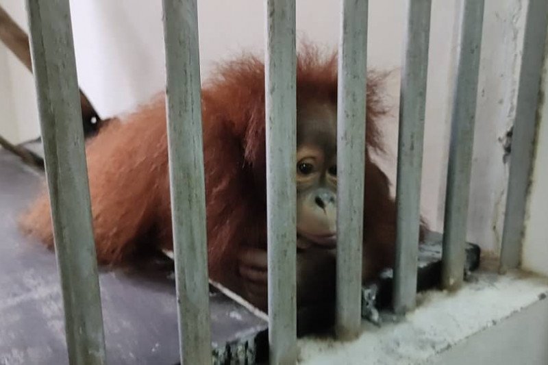 
Sebanyak sembilan ekor orang utan asal Indonesia di National Wildlife Rescue Center di Sungkai, Perak, Malaysia akan direpatriasi ke Indonesia pada Kamis (17/12). ANTARA/HO-KBRI Kuala Lumpur.
