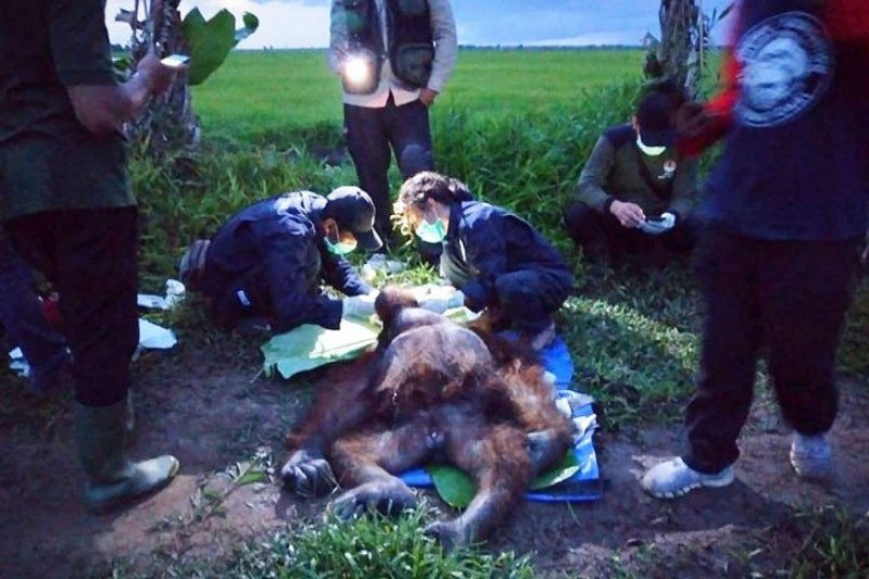 Dokter sedang menangani luka di kepala orangutan yang diduga bekas sabetan senjata tajam. Penyelamatan orangutan tersebut dilakukan di Desa Lampuyang Kecamatan Teluk Sampit, Minggu (31/1/2021). ANTARA/HO-BKSDA Pos Sampit

