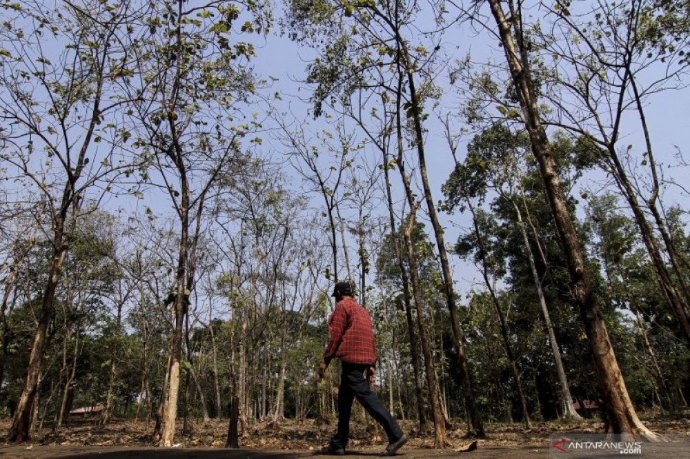 SEJUK: Seorang warga melintasi pohon-pohon yang mulai kering di Buperta Cibubur, Jakarta, Selasa (22/10/2019), ketika suhu udara di wilayah Jawa mencapai maksimum 37 derajat Celsius. (ANTARA FOTO/ASPRILLA DWI ADHA)