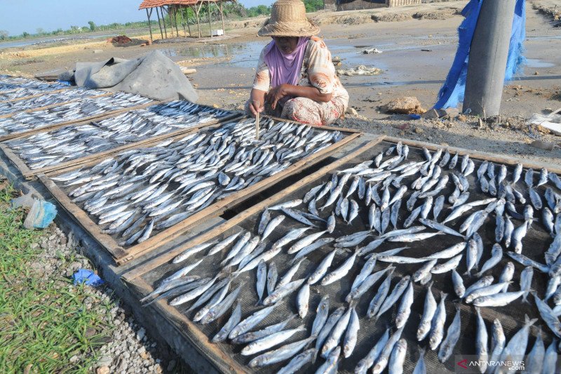 Pekerja menjemur ikan lemuru di Desa Tanjung, Pamekasan, Jawa Timur, Rabu. ANTARA FOTO/Saiful Bahri/hp. (ANTARA FOTO/SAIFUL BAHRI)
