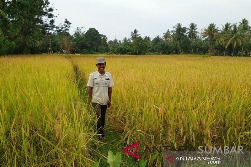 Produksi Padi di Sumbar Mencapai 1.387 Ton