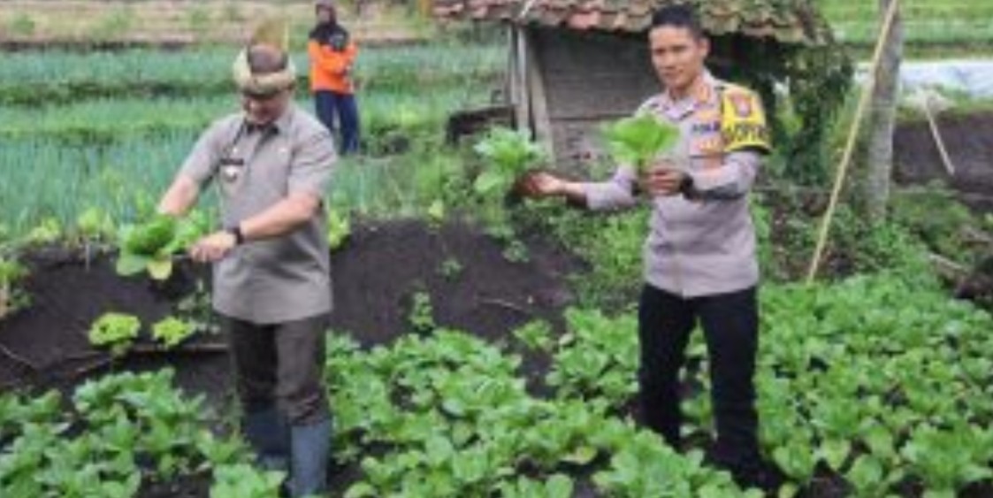 Penjabat (Pj) Walikota Batu Aries Agung Paweai bersama Kapolres Batu Polda Jatim AKBP Oskar Syamsuddin saat menanam sayuran di kampung Wisata Tani Temas, Kamis (9/2/2023). 