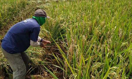 Nilai Tukar Petani (NTP) Jawa Timur pada Februari 2022, turun 0,59 persen dari 102,33 menjadi 101,72. 