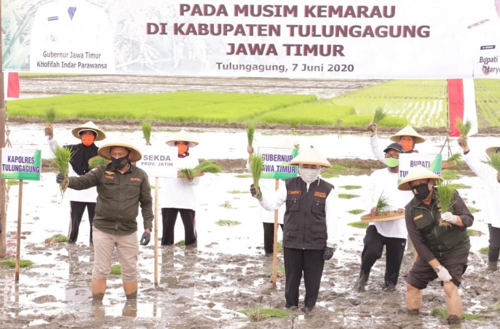 Wujudkan Ketahanan Pangan, Gubernur Khofifah Percepat Tanam Padi