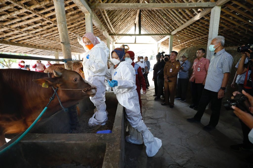 Ganjar, saat melihat vaksinasi Antraks terhadap ternak di Desa Karanganyar, Kecamatan Weru, Kabupaten Sukoharjo, Selasa (11/7/2023).
