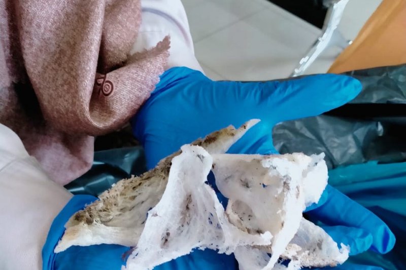 Petugas Karantina Padang melakukan pemeriksaan sarang burung walet yang akan diekspor. (Antara/HO)