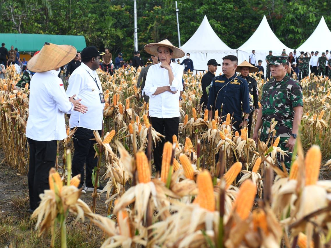 Presiden Jokowi Tinjau Ladang Jagung di Keerom, Papua