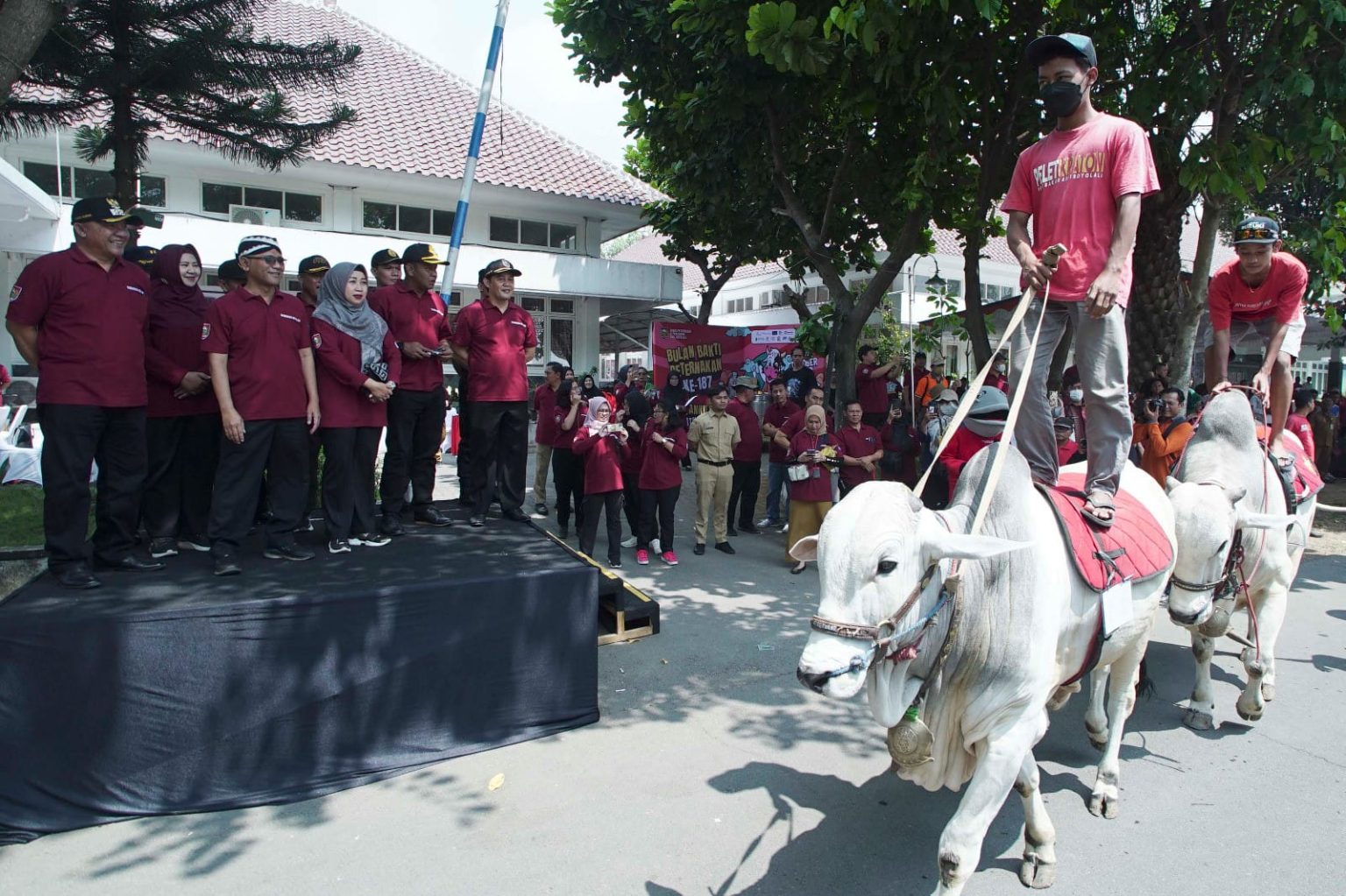 karnaval sapi tunggangan memeriahkan Bulan Bakti Peternakan ke -187, Dinas Peternakan dan Perikanan (Disnakkan) Kabupaten Boyolali