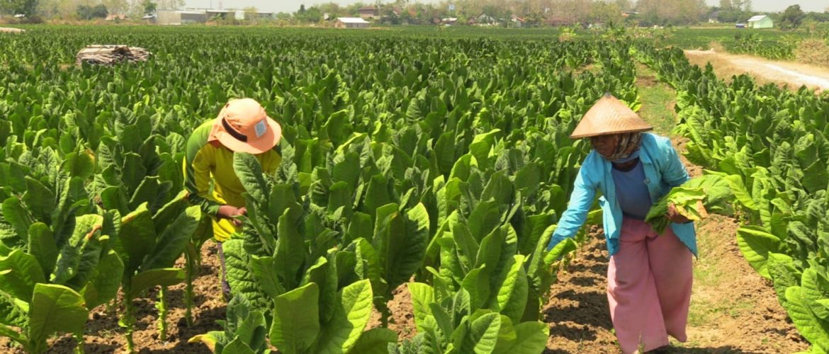 Perubahan musim dari kemarau ke hujan ternyata membawa harapan baru bagi petani tembakau di Kabupaten Rembang