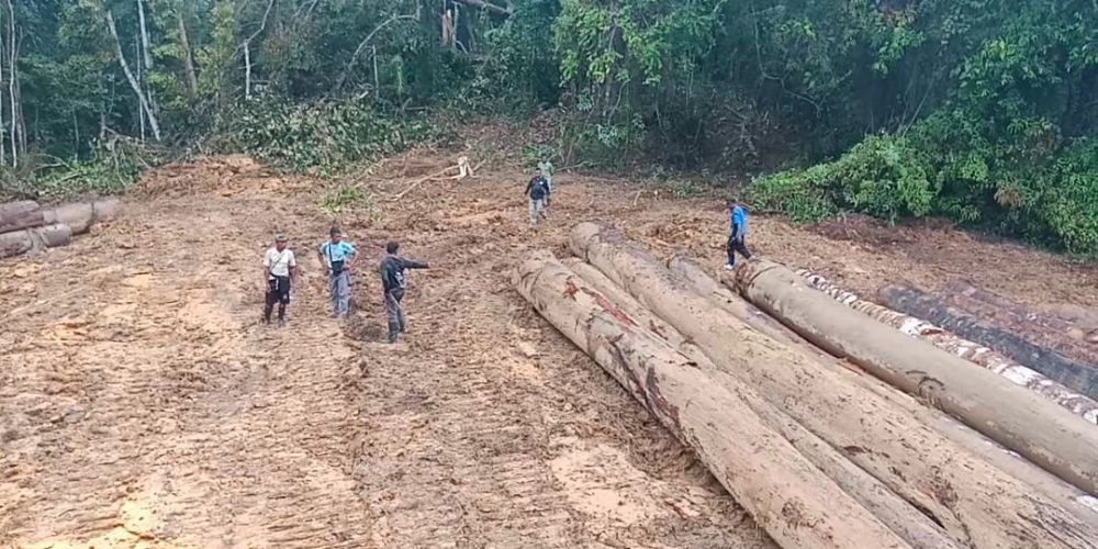 HPMS Desak Kepolisian Usut Kasus Dugaan Illegal Logging di Kepulauan Sula