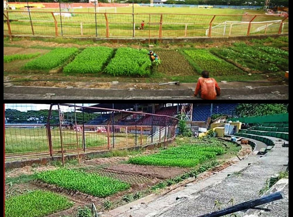 Stadion Andi Mattalatta Makassar jadi Kebun Sayur