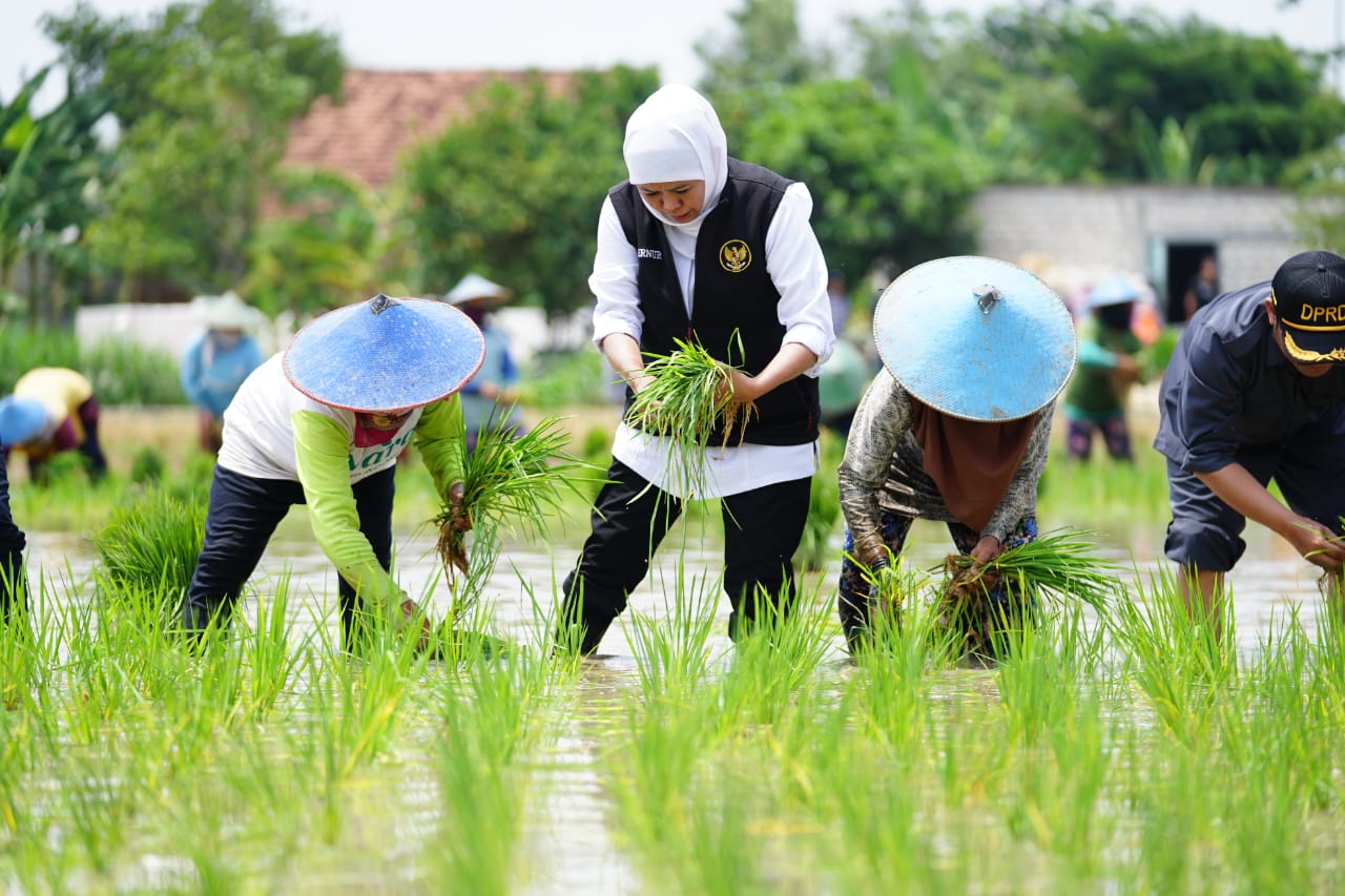 Gubernur Jawa Timur Khofifah Indar Parawansa juga melakukan penanaman padi varietas inpari 32 di Desa Karang Tinoto, Kec. Rengel, Kab. Tuban, Rabu (1/11).