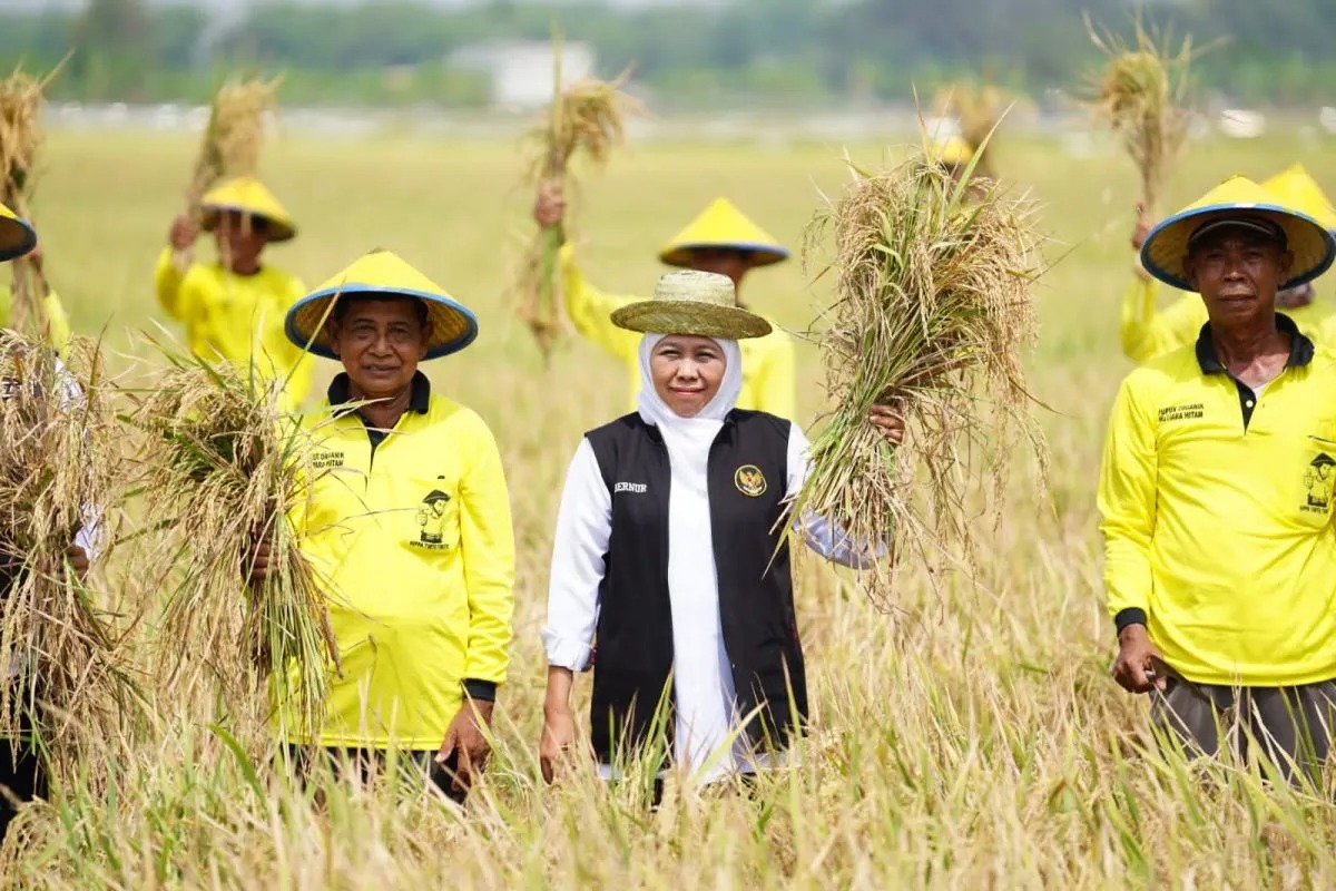 Jawa Timur Konsisten Jadi Lumbung Padi Nasional, Khofifah Pastikan Dukungan untuk Swasembada Pangan