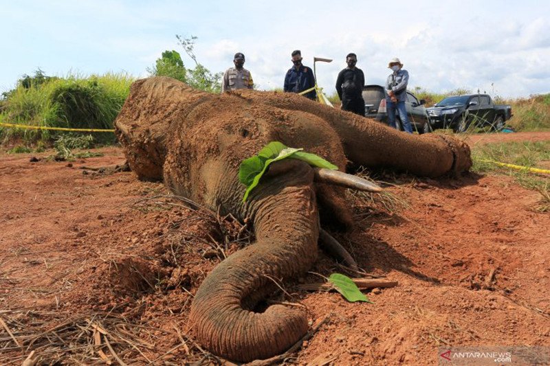 Gajah Liar yang Ditemukan Mati di Aceh karena Infeksi Parah di Kaki