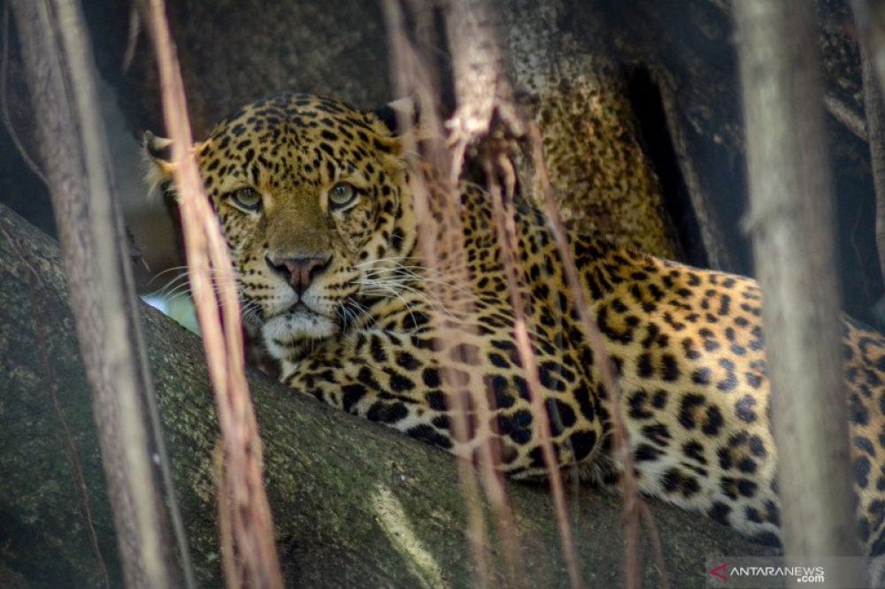  Seekor macan tutul jawa (Panthera pardus melas) beristirahat di dalam kandang di Kebun Binatang Bandung, Jawa Barat, Jumat (4/10/2019). ANTARA FOTO/Raisan Al Farisi/wsj.

