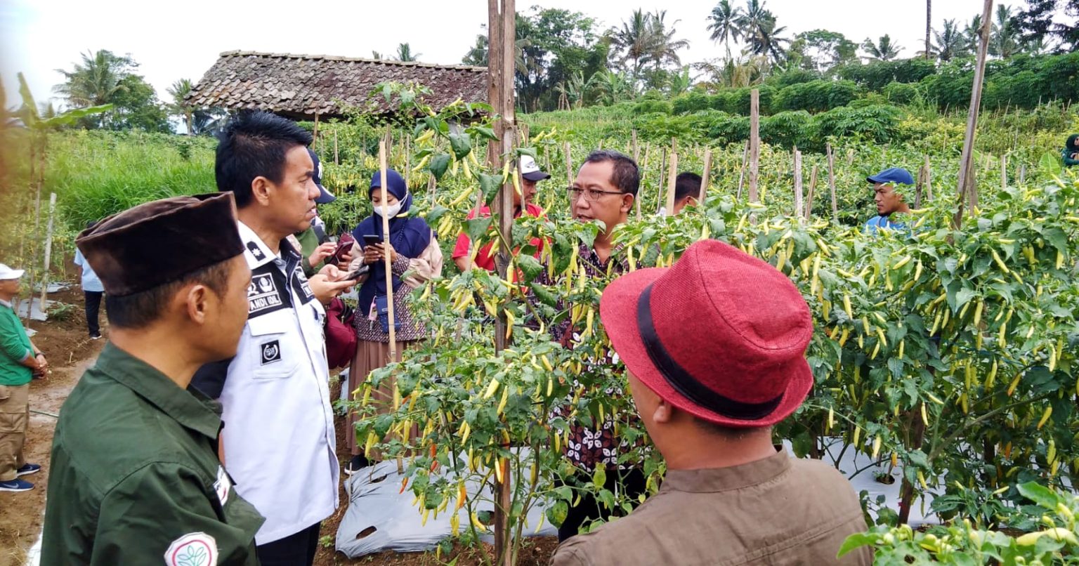 roduktivitas cabai dari Kabupaten Magelang menjadi perhatian Kementerian Pertanian RI dalam upaya konsentrasi, menjaga inflasi yang rentan terhadap dampak tingginya curah hujan.