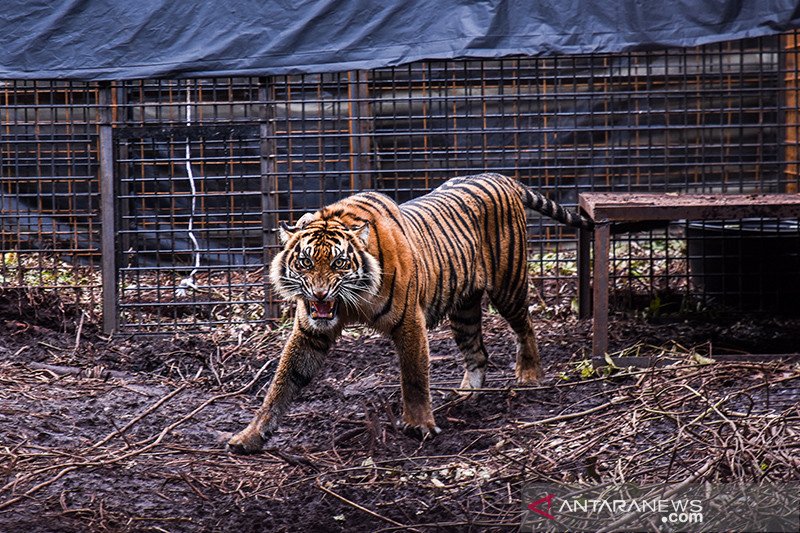 Harimau sumatera Corina berada di kandang habituasi dalam proses pelepasliaran di kawasan Restorasi Ekosistem Riau (RER), Provinsi Riau, Sabtu (19/12/2020). Kementerian Lingkungan Hidup dan Kehutanan melepasliarkan Corina setelah harimau itu menjalani per
