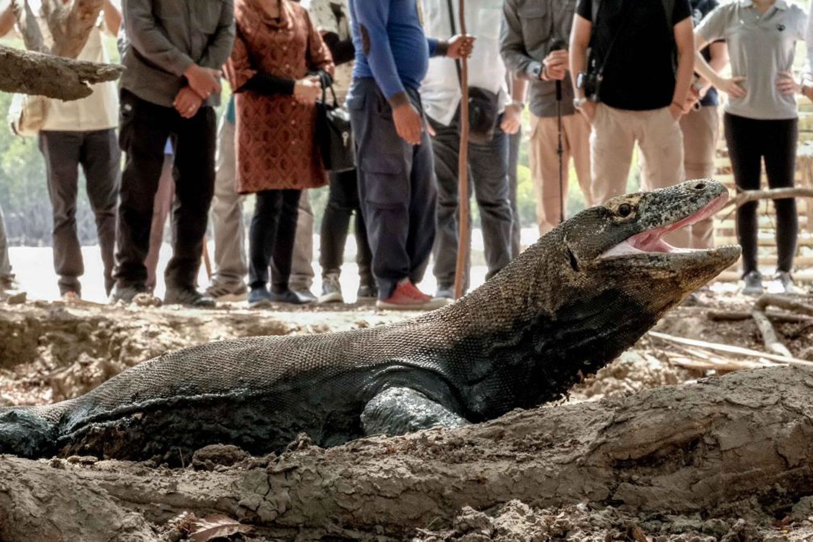 Terkait wacana tiket terusan Taman Nasional Komodo sebesar Rp3,7 juta per tahun, sampai saat ini belum ada pembahasan di lintas kementerian/lembaga. Ini baru sebuah wacana