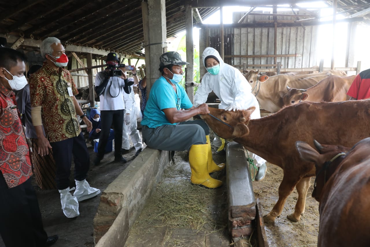 Vaksinasi Penyakit Mulut dan Kuku (PMK) di Jawa Tengah mencapai sekitar 62 persen. Data Dinas Peternakan dan Kesehatan Hewan (Disnakkeswan) Jateng, ada 19 kabupaten/ kota yang telah melakukan vaksinasi di atas 90 persen.