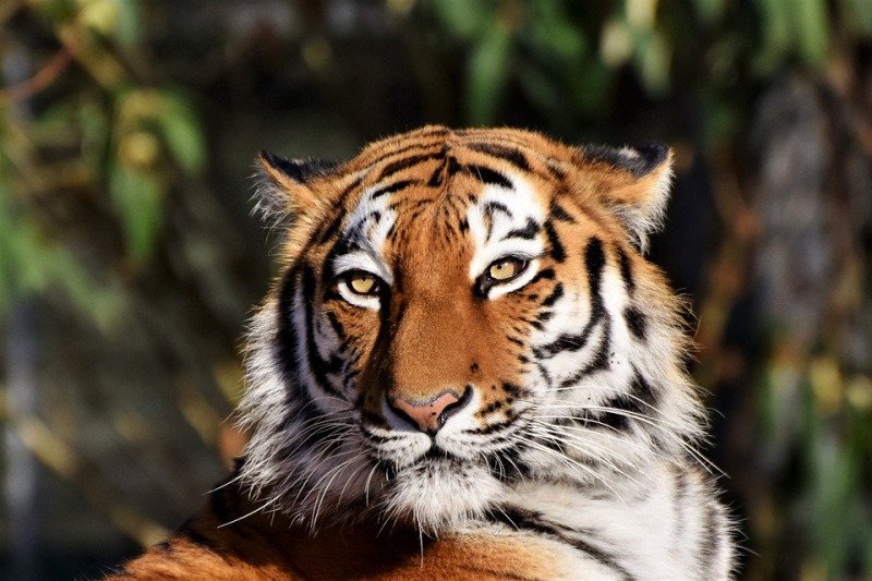 Harimau Siberia (Pixabay)